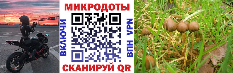 даркнет телеграм  купить наркотики цена  Советская Гавань  Галлюциногенные грибы Cubensis 